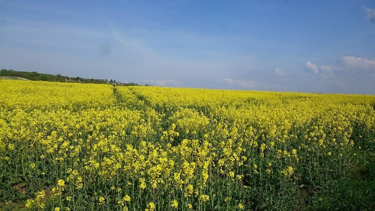 Vila Na vyhlidce Litoměřice Exteriér fotografie